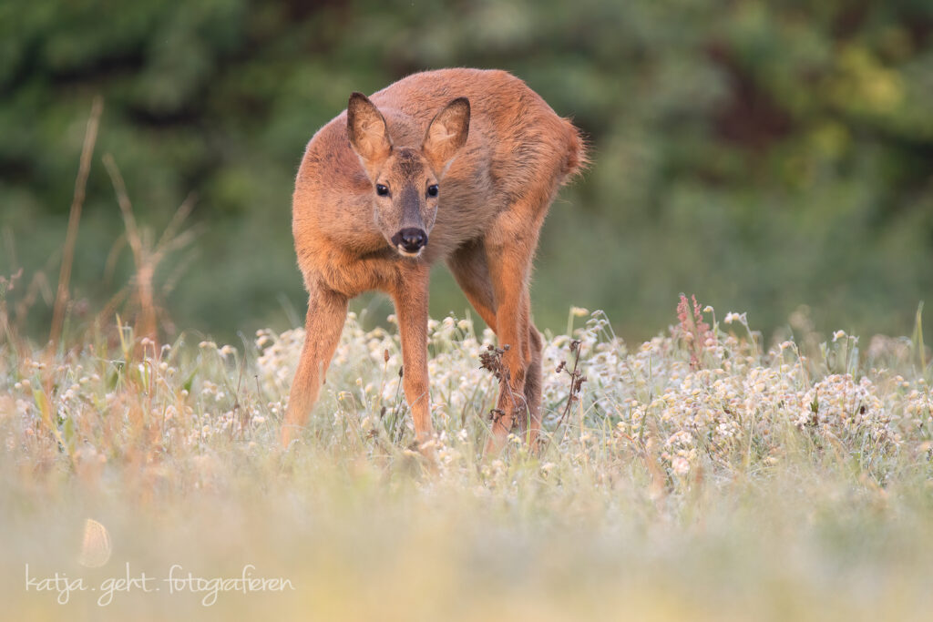 Wildlifefotografie - Reh steht auf einer Wiese und versucht zu sehen wer oder was sie da fotografiert.