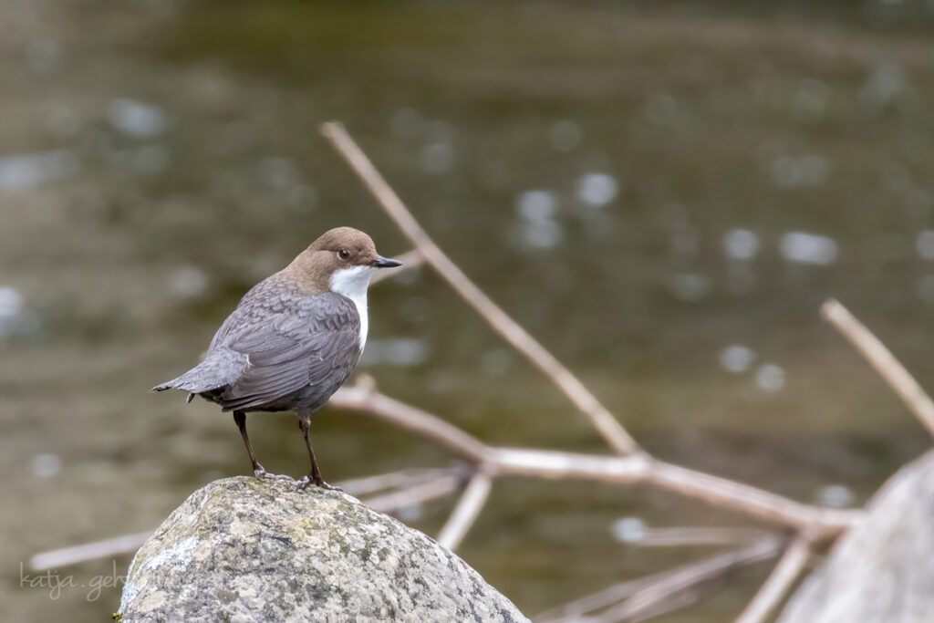 Die Wasseramsel sitzt auf einem Stein mitten im Fluss