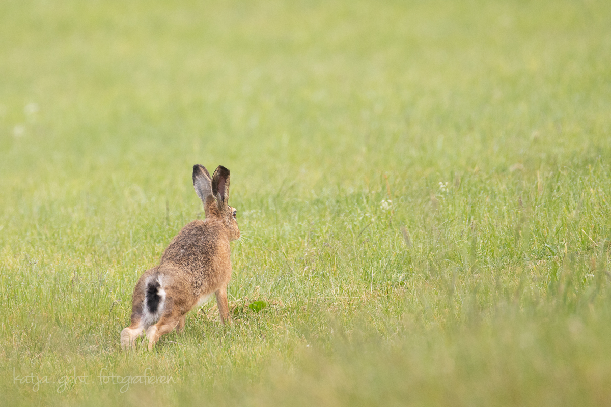 Wildlife - Frühgymnastik für den Feldhasen, auch er muss Fit bleiben.
