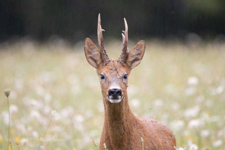 Wildlife - Portrain eines Rehbock der eine Narbe quer über dem Gesicht hat.