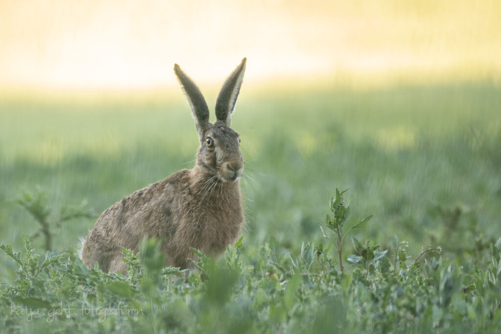 Wildlife Feldhase am frühen morgen vor der hervorkommenden Sonne.