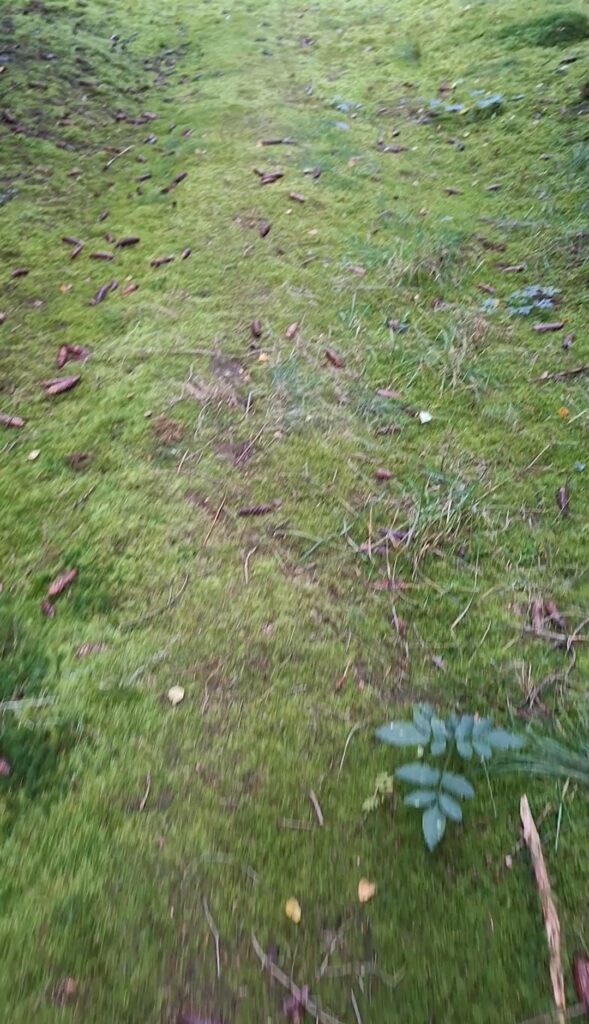 Lautlos durch den Wald