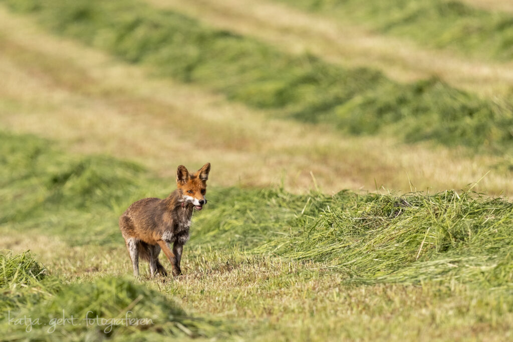 Mein Erster Fuchs