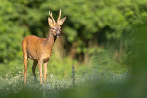 Entspannt steht der Rehbock auf der Wiese