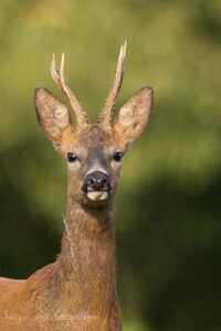 Ein stolzer Rehbock im Portrait.