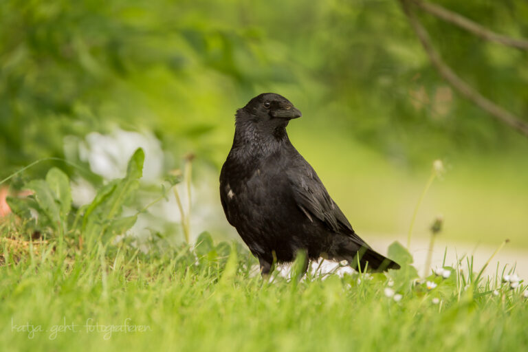 Wildlife - Eine Rabenkrähe auf einer Wiese
