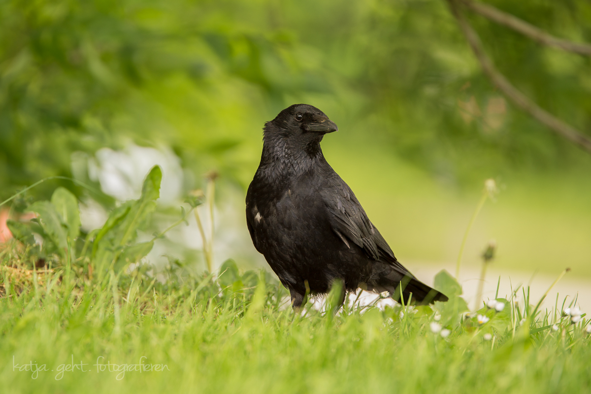 Wildlife - Eine Rabenkrähe auf einer Wiese